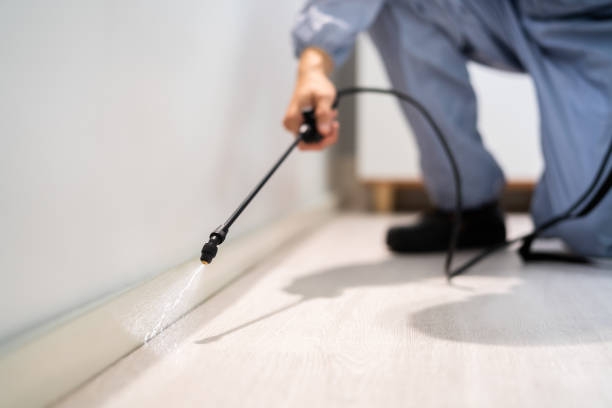 Licensed Wasp Removal service in Trinity, TX - Show Me Pest Control